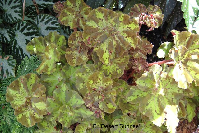B. ‘Desert Sunrise’